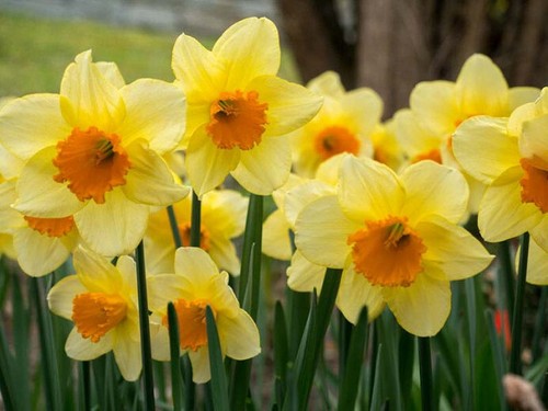 Daffodil fortune bulbs - daffodil,