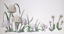 CARNATION CRAFTS WILD MUSHROOM