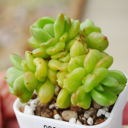 Echeveria apple blossom 5cm - apple,