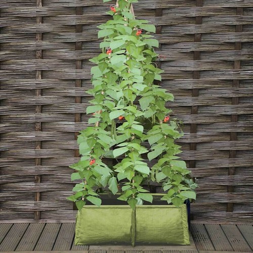Haxnicks pea bean tomato - pea,