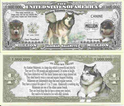 Alaskan malamute dog - alaskan, lover