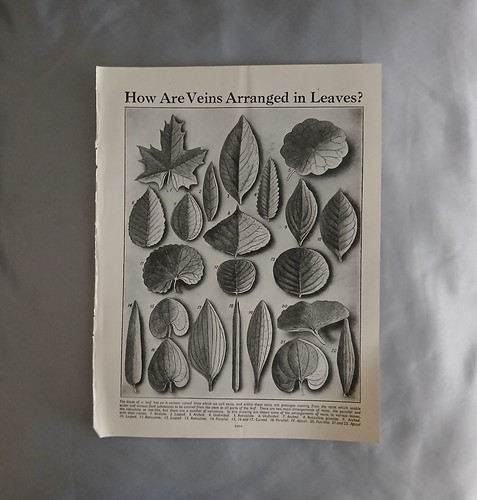 Vintage leaf vein study - leaf, print