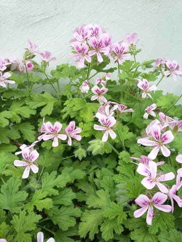 Little gem scented - gem,