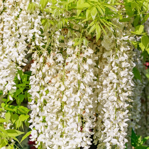 Wisteria alba japanese - wisteria, f.