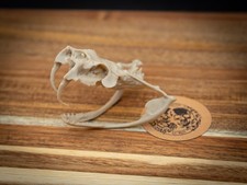 Life Size Gaboon Viper Skull