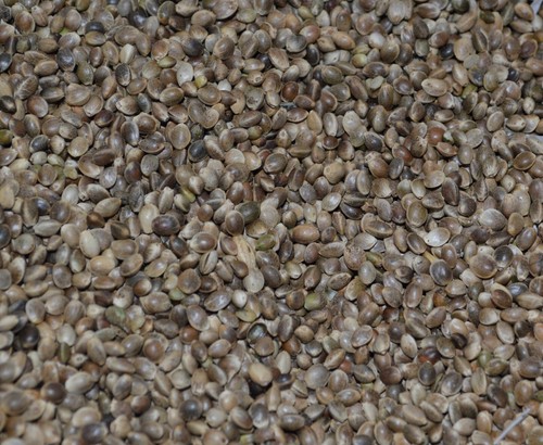 Hemp seed premium animal - seed,