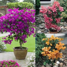 80+ SEEDS- Bougainvillea