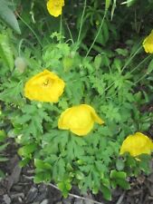 250 Yellow Welsh Poppy Seeds- BUY ONE GET ONE FREE