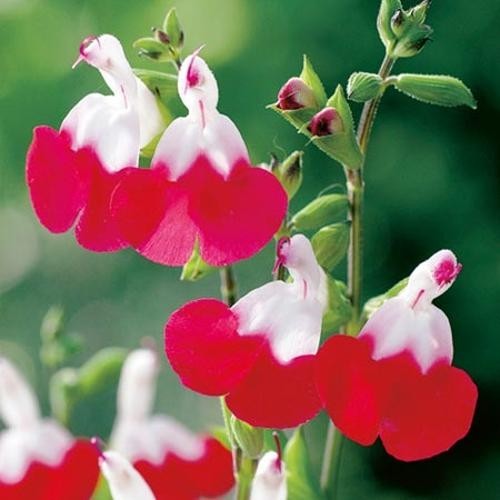 Salvia hot lips - hot, plant