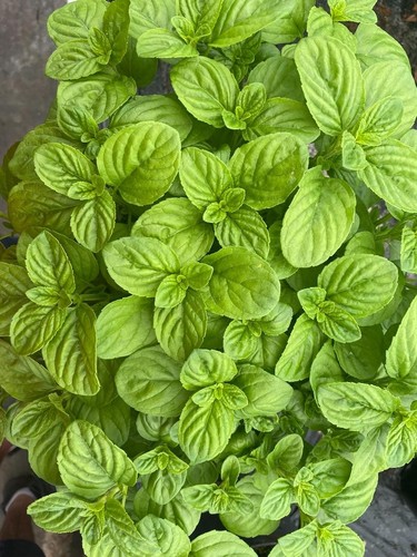 Japanese mint plug plants - japanese,