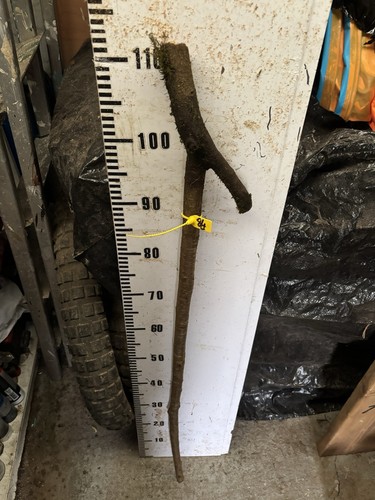 Blackthorn walking stick - blackthorn,