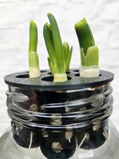 🌱Spring Onion / Scallion Bottle / Jar Grow Hive – Eco-Friendly 🌱