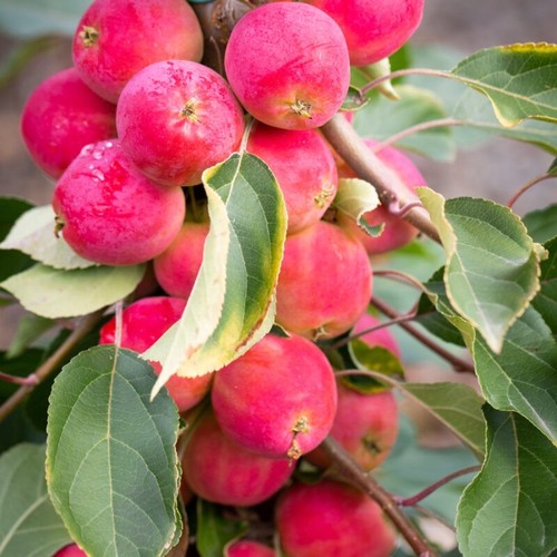 Crab apple tree malus - 1,
