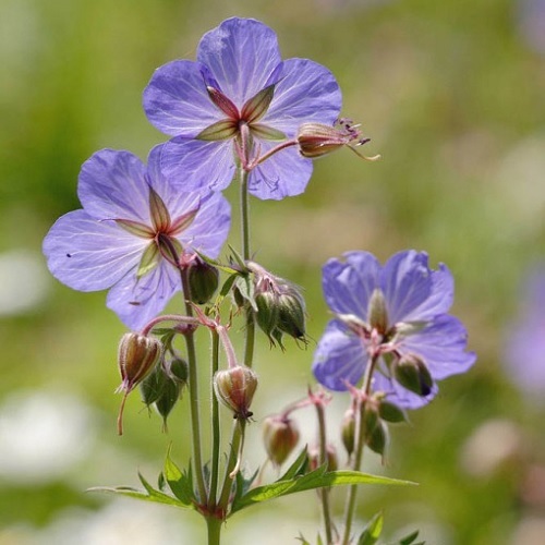 Geranium pratense meadow - geranium, /