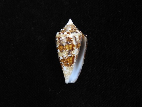 Sea shell conus - sea,