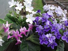 Streptocarpus Plug Plants -