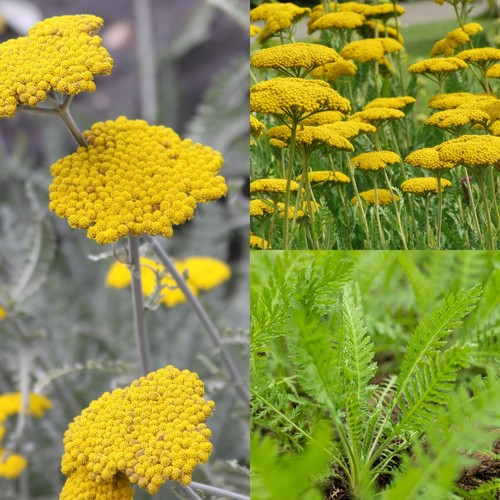 Achillea coronation - (yarrow),