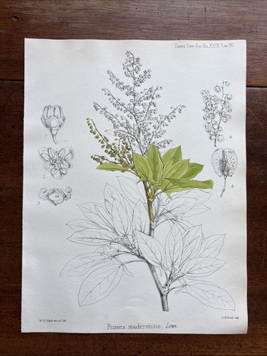 Antique rumex maderensis - ,