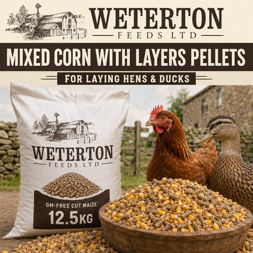 5kg mixed corn with layers - with,