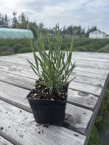 Phenomenal lavender plant