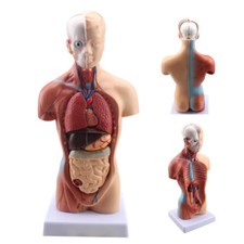 30cm PVC Anatomical Human
