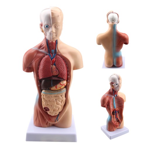 30cm pvc anatomical human - anatomical,