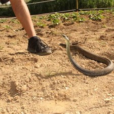 Snake Prank With String