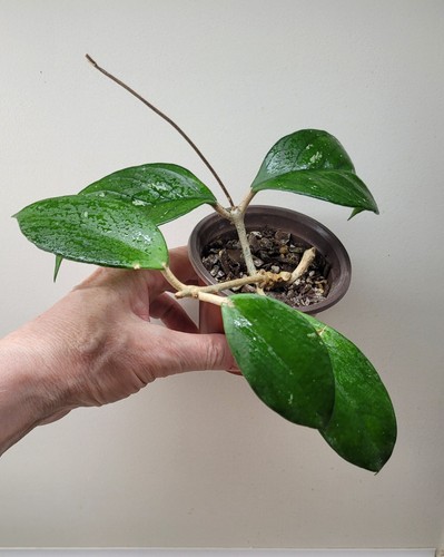 Hoya carnosa preckles - carnosa,