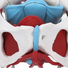 ˜Pelvic Floor Model Removable