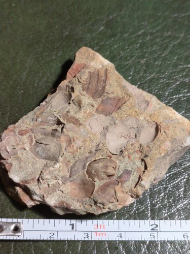 Fossil brachiopods and - fossil,