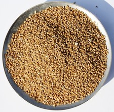 HOME GROW 2025 FEED WHEAT FOR