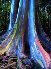 Rainbow eucalyptus deglupta - rainbow,