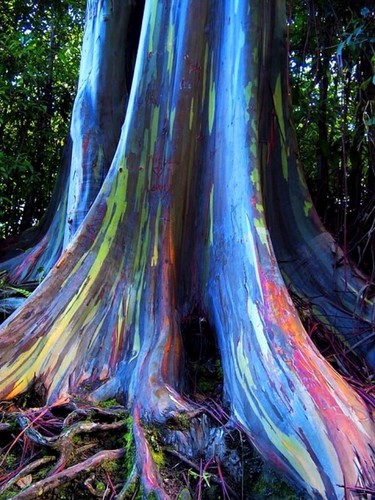 Rainbow eucalyptus deglupta - rainbow,