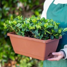 Set of 5 Plastic Pot Trough