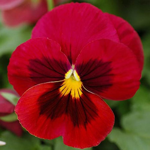 Giant red viola pansy - giant,