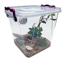 Praying Mantis,Stick