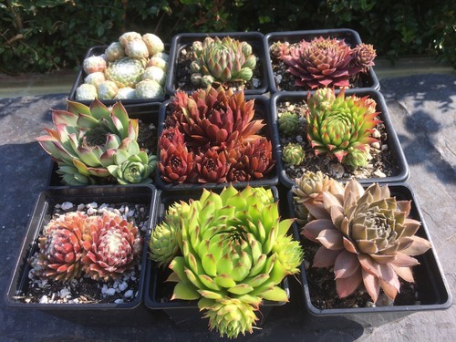 Sempervivum mix plants - sempervivum,