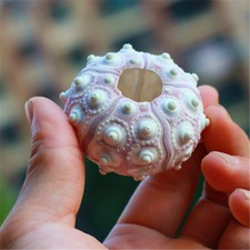 Sea urchin shell ornament - sea,