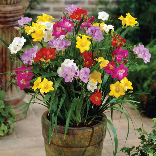 Freesia double mixed - 40, x