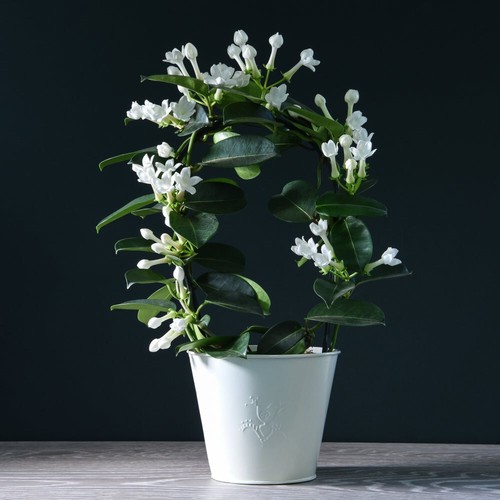 Jasmine hoop scented - on,