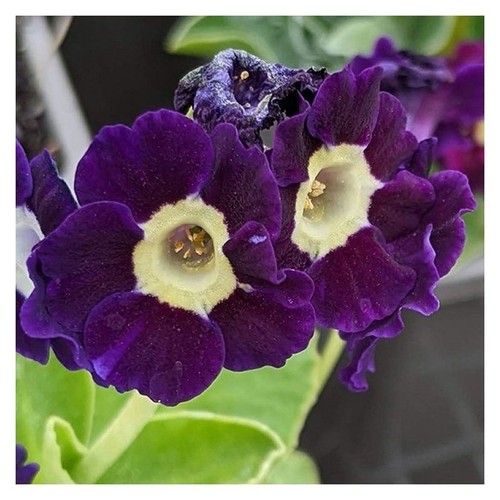 Primula auricula vroni - vroni, plant
