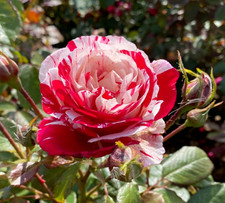ABRACADABRA  - Red, Pink &