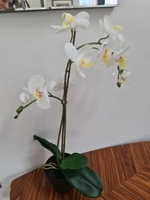 Ikea Orchid Flowers Pot