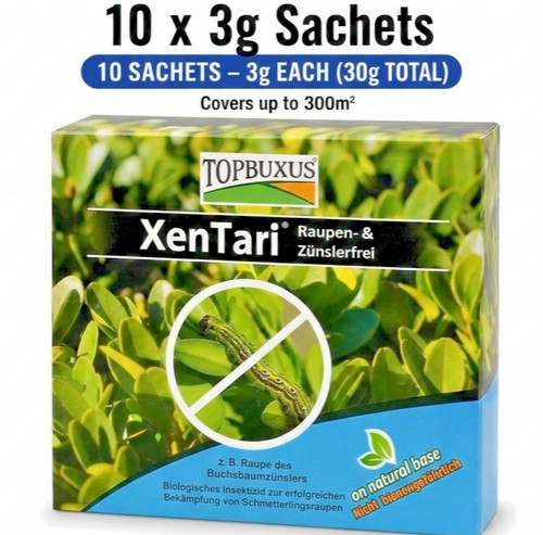 Topbuxus xentari boxwood - topbuxus,