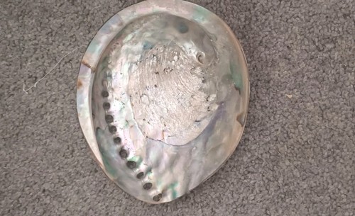 Beautiful natural abalone - natural,