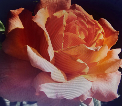 Heart gold apricot yellow - heart,
