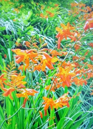 Crocosmia large flowering - 15,