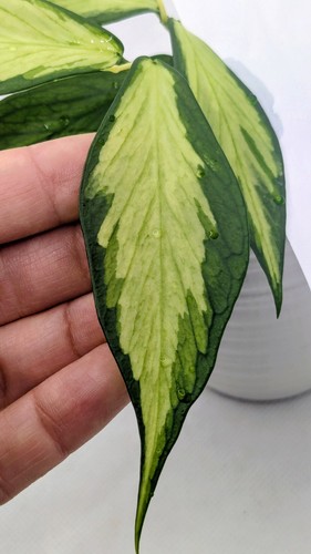 Hoya polyneura inner - hoya,