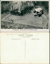 Verulamium Tree Growing Over Roman Mosaic Real Photo RP 