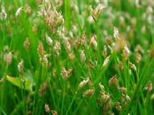 Eleocharis acicularis (Dwarf Hairgrass) - Marginal Pond Plants  - Pond Plants...